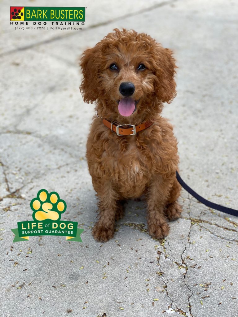 #minigroodle #groodle #minigoldendoodle #Goldendoodle #barkbusters #speakdogchangeyourlife #alva #caloosahatcheeriver