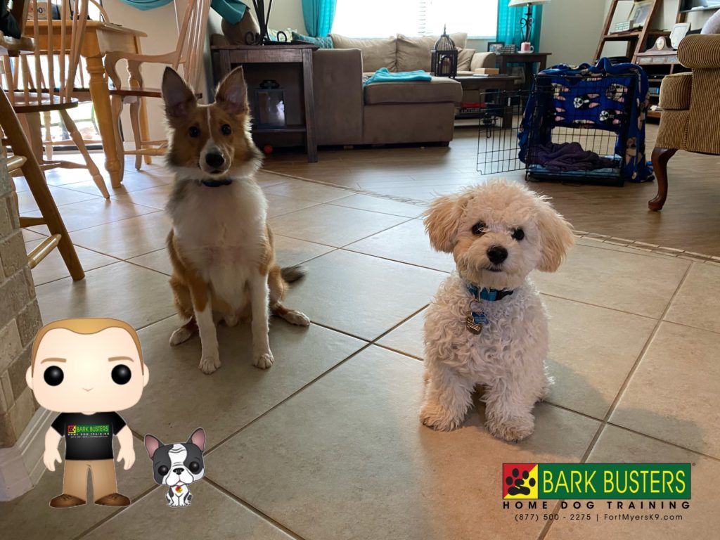 #sheltie #bichonfrise #barkbusters #speakdogchangeyourlife #reflectionisles #fortmyers