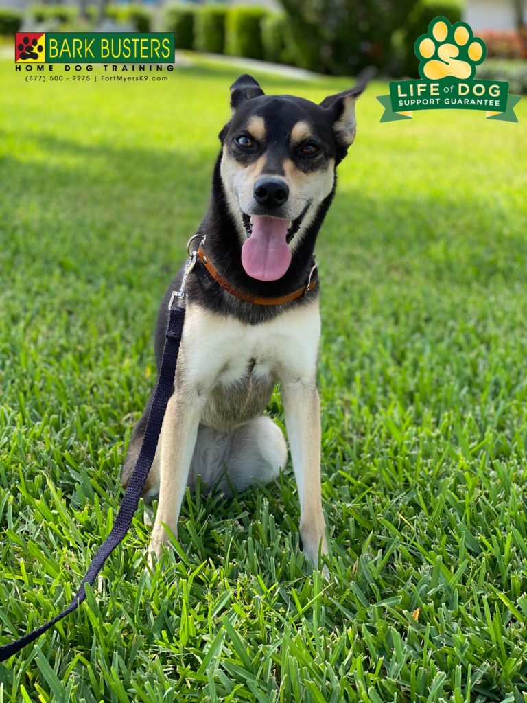 #husky #chihuahua #corgi. #southpark #townandriver #fortmyers #speakdogchangeyourlife