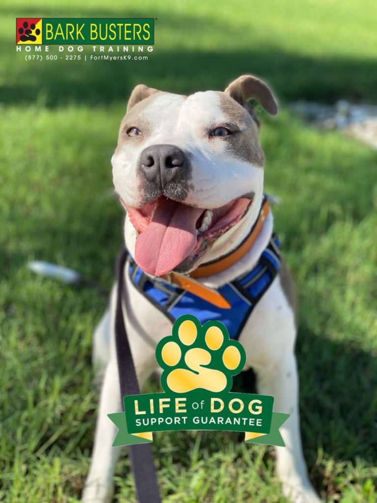 #pityparty #pibble #pointbreak #lordofthunder #sparkles #strongestavenger #speakdogchangeyourlife #threeoaks #fortmyers #fortmyersk9 @fortmyersk9