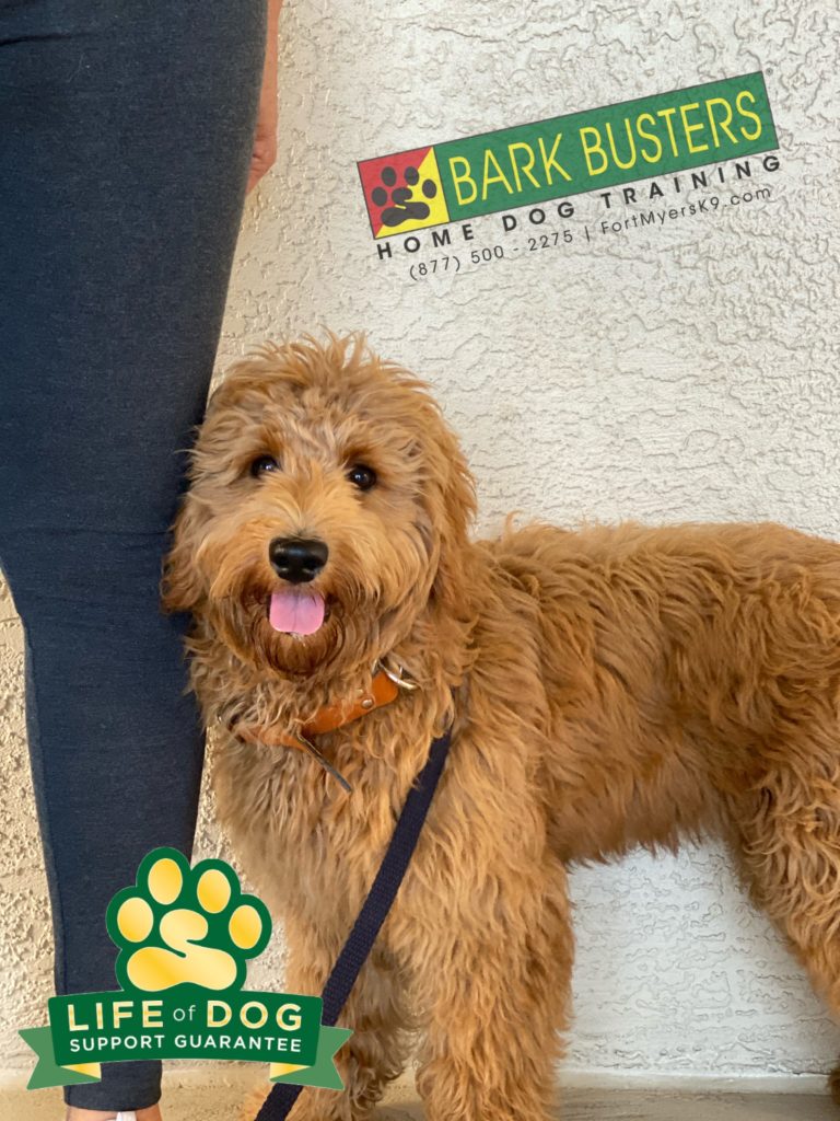 #labdradoodle #speakdogchangeyourlife