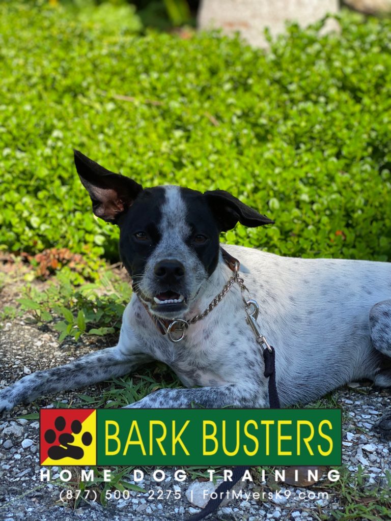 #cattledogmix #gspmix #barkingdogs #hyperdog #calmdog #speakdogchangeyourlife #sanibelisland #sanibel #fortmyersk9 @fortmyersk9.com