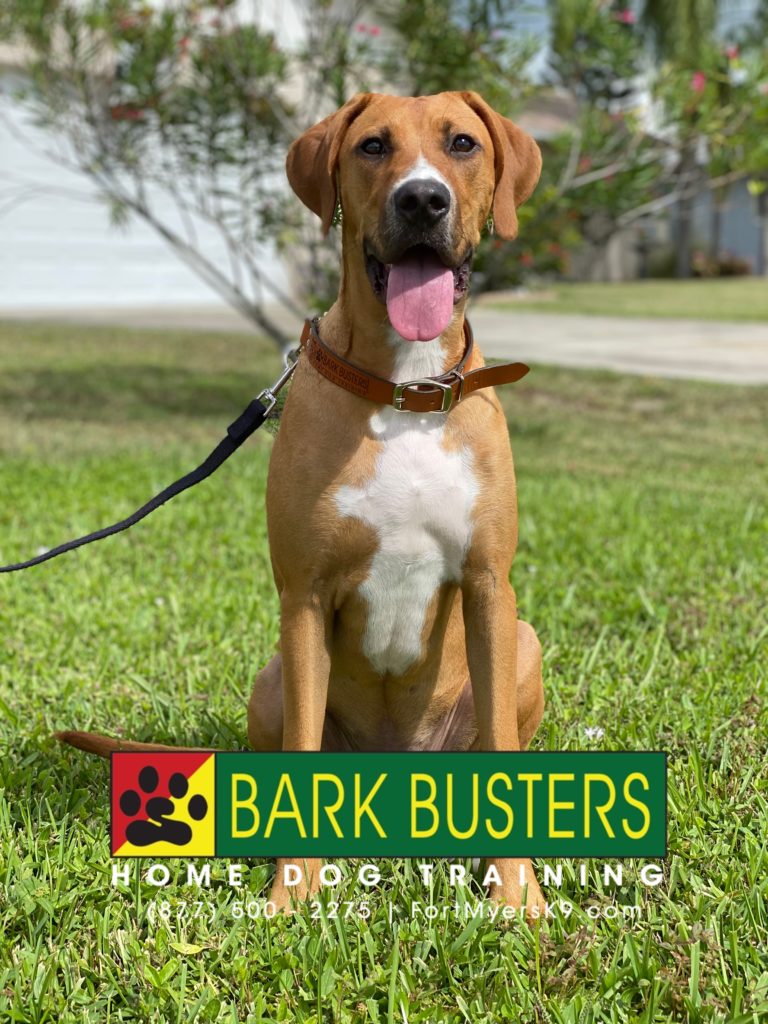 #houndmix #hounddog #saywhen #capecoral #fortmyersk9 #speakdogchangeyourlife #dogsofbarkbusters @fortmyersk9