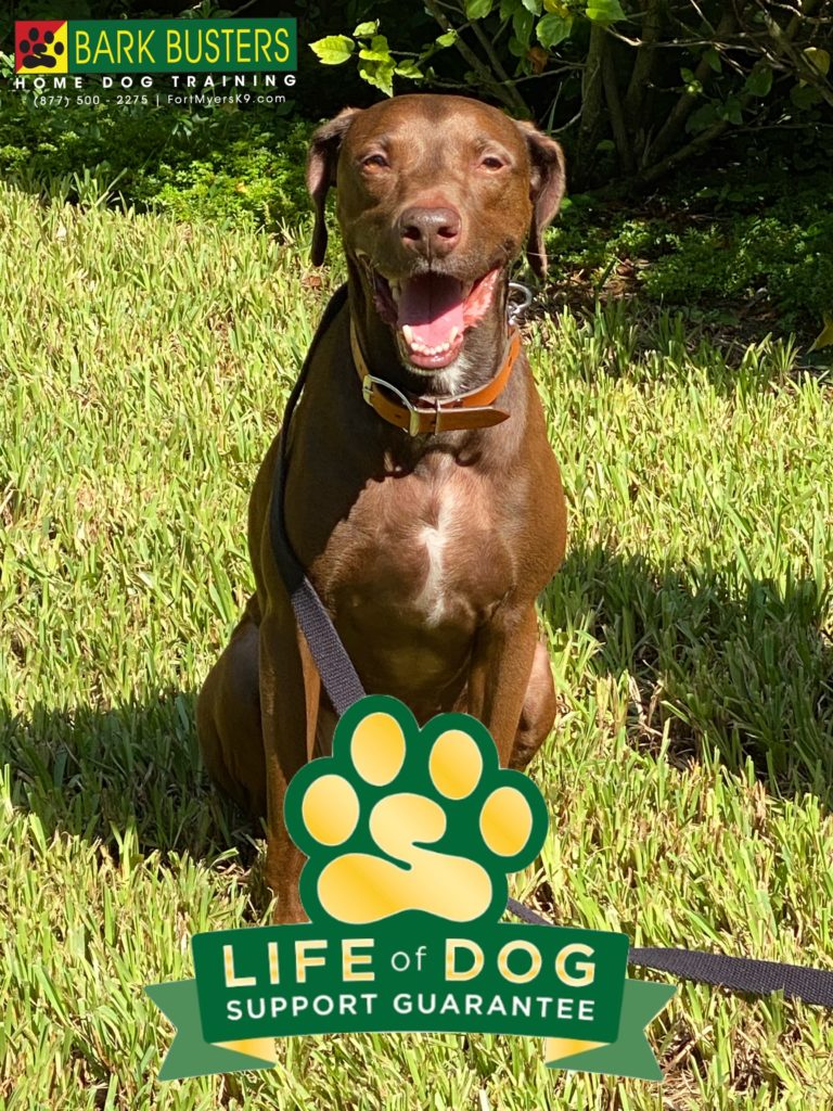 #vizslamix #mcgregoriona #fortmyers #speakdogchangeyourlife