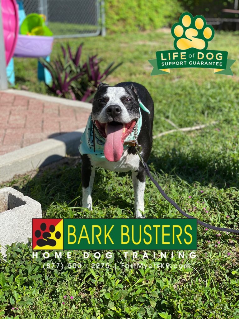 #pibblemix #olddognewtricks