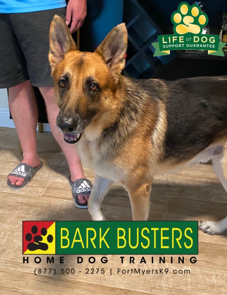 #rescuedog #gsd #germanshepherddog #mcgregor #fortmyers #speakdogchangeyourlife @fortmyersk9