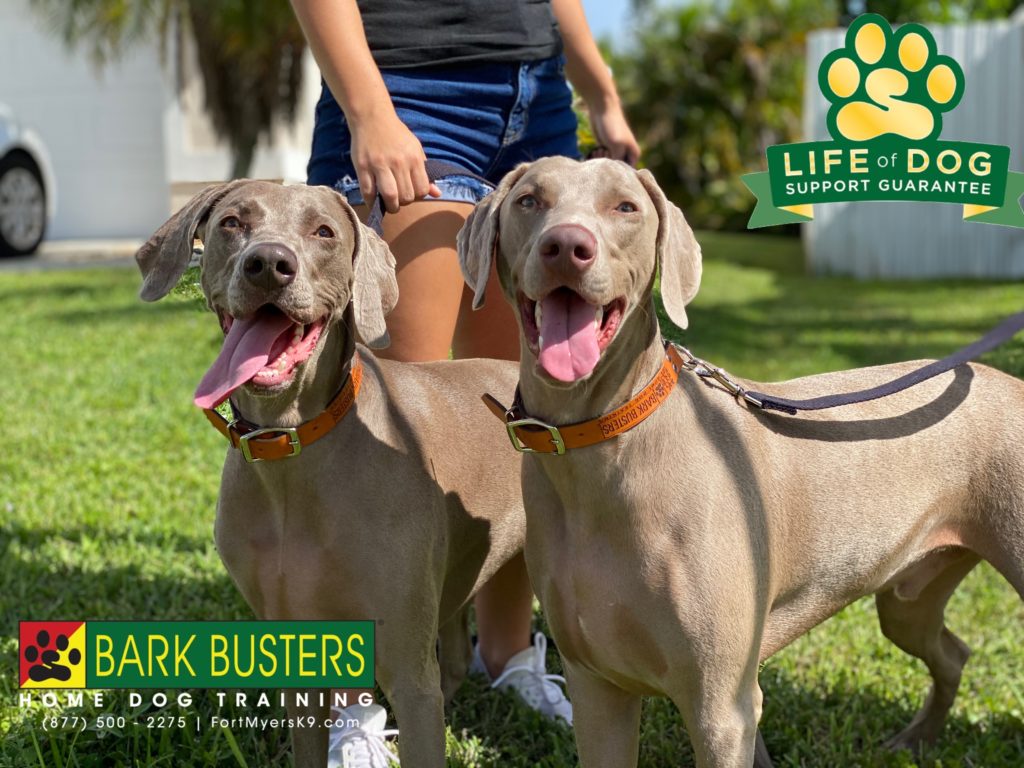 #weimaraner #speakdogchangeyourlife #capecoral. #noprongnoshocknochoke #fortmyersk9 @fortmyersk9