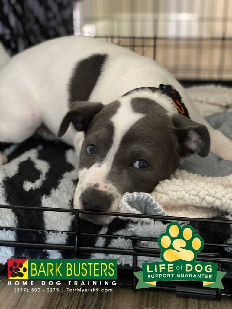 #pibble #capecoral #speakdogchangeyourlife @fortmyersk9