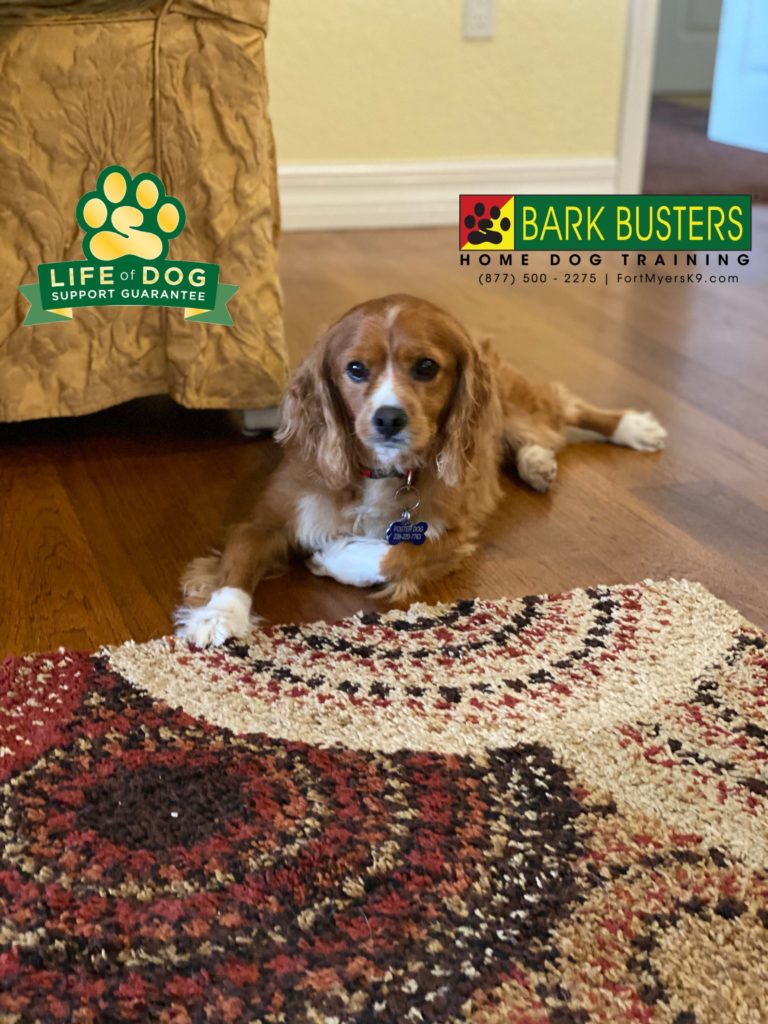 #cavaliermix #speakdogchangeyourlife