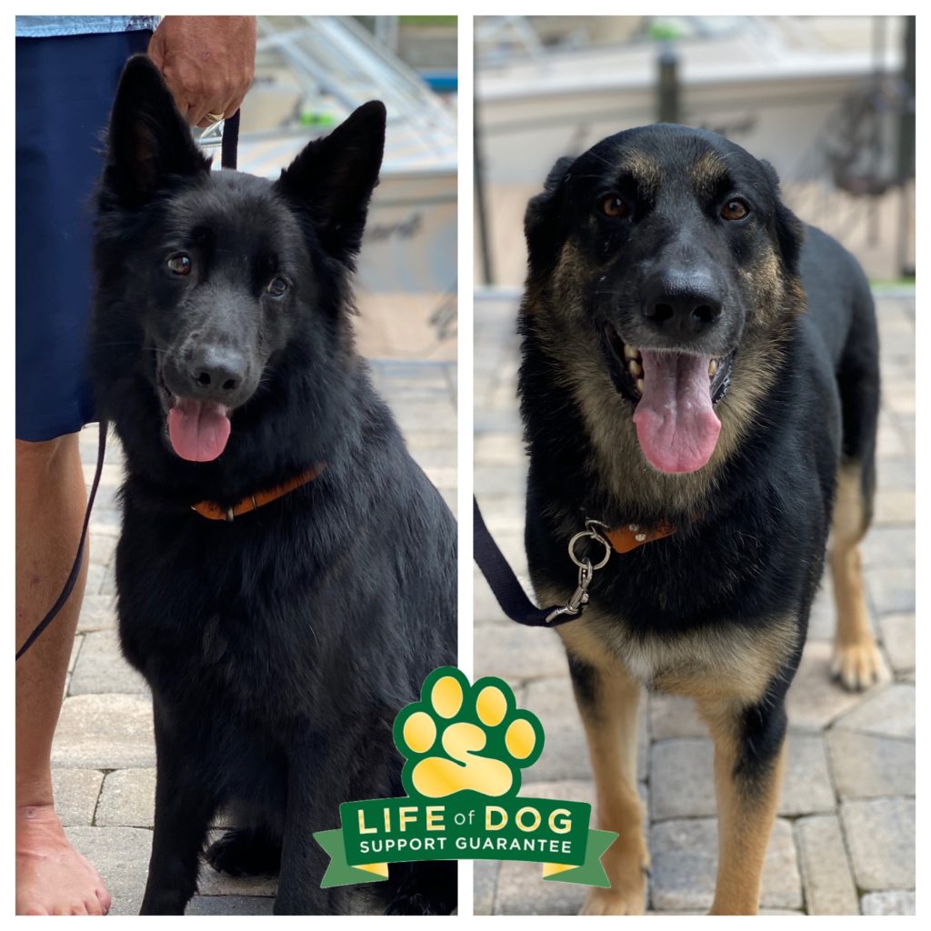 #shilohshepherd #germanshepherd #capecoral #speakdogchangeyourlife