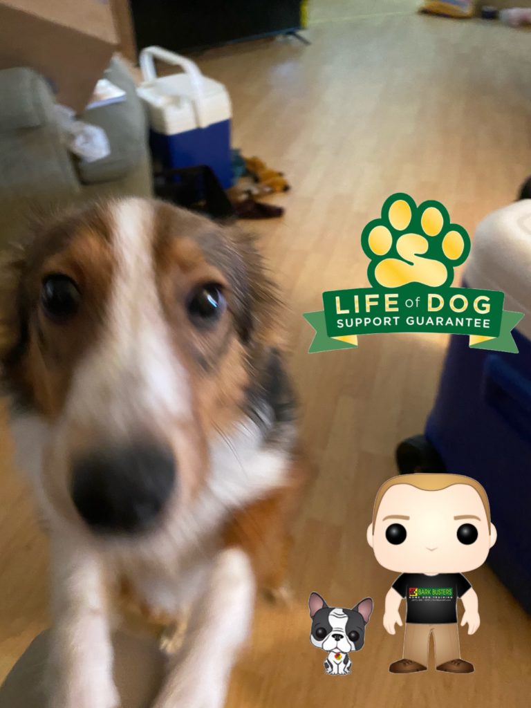 #shetlandsheepdog #sheltie