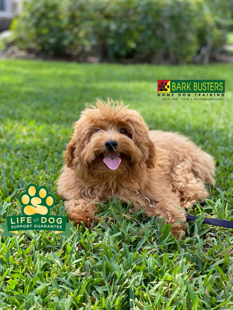#minigoldendoodle #minigroodle #goldendoodle #groodle #speakdogchangeyourlife #palmiragolfandcountryclub #bonitasprings #fortmyersk9 @fortmyersk9