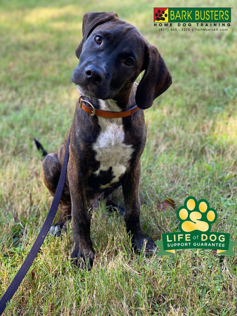 #pibblemix #floridacurmix