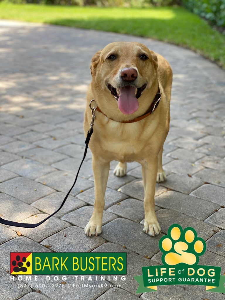 #labrador #labtested #labradorretriever #englishlabrador #pelicanlanding #speakdogchangeyourlife @fortmyersk9