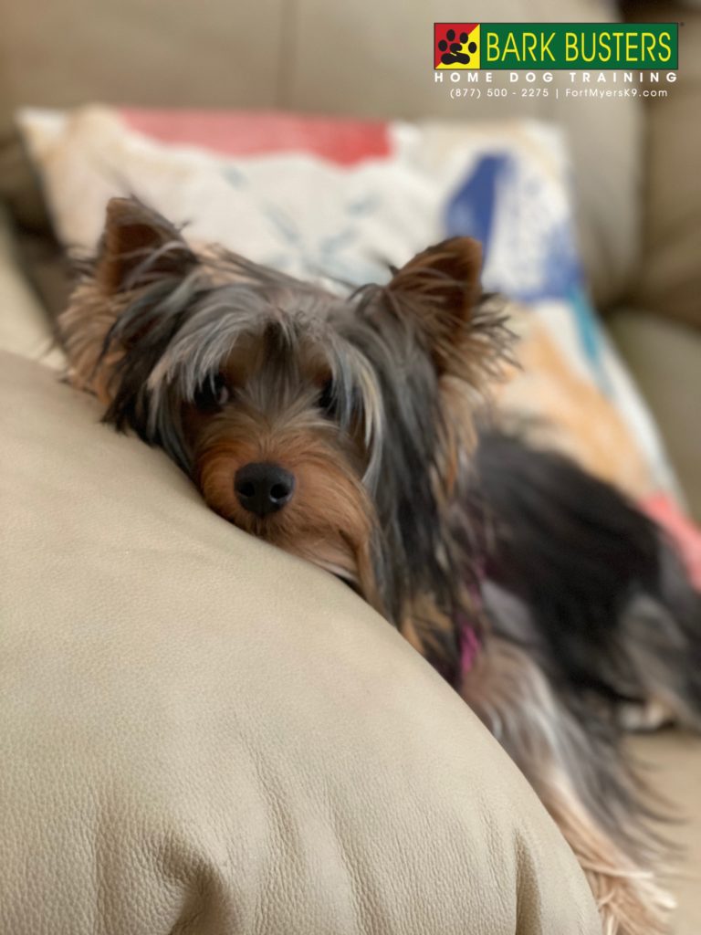 #barkbusters #fortmyersk9 #yorkie #yorkshireterrier #speakdogchangeyourlife @fortmyersk9