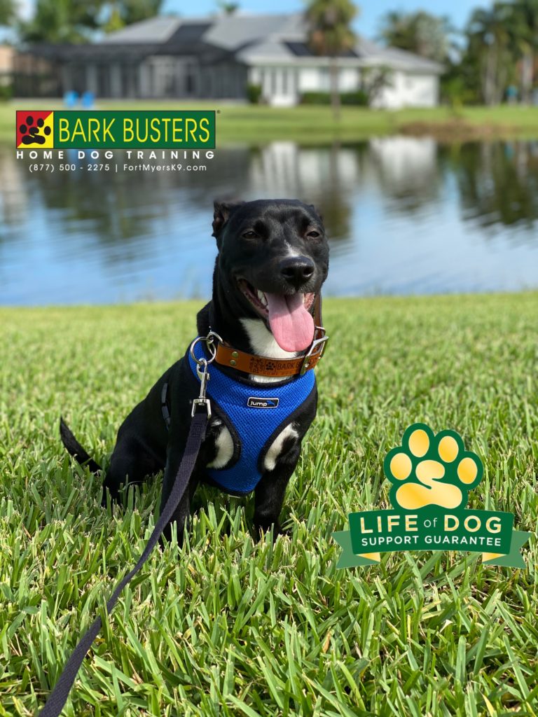 #thatshowitfeels #dachshundmix #labmix #northfortmyers #speakdogchangeyourlife #fortmyersk9 @fortmyersk9