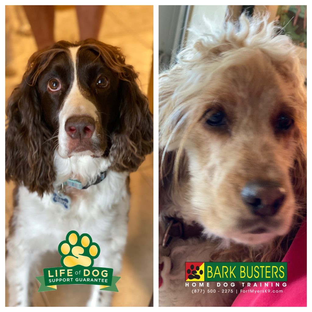 #springerspaniel #cockerspaniel #speakdogchangeyourlife #capecoral @fortmyersk9