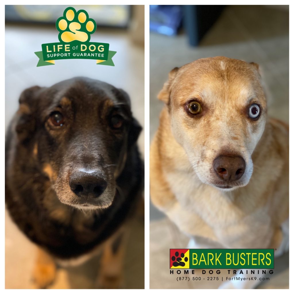 #aussiemix #hamptonpark