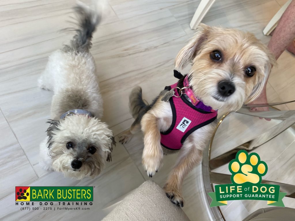 #boodle #bichonpoodle #morkie #fiddlesticks #fiddlestix