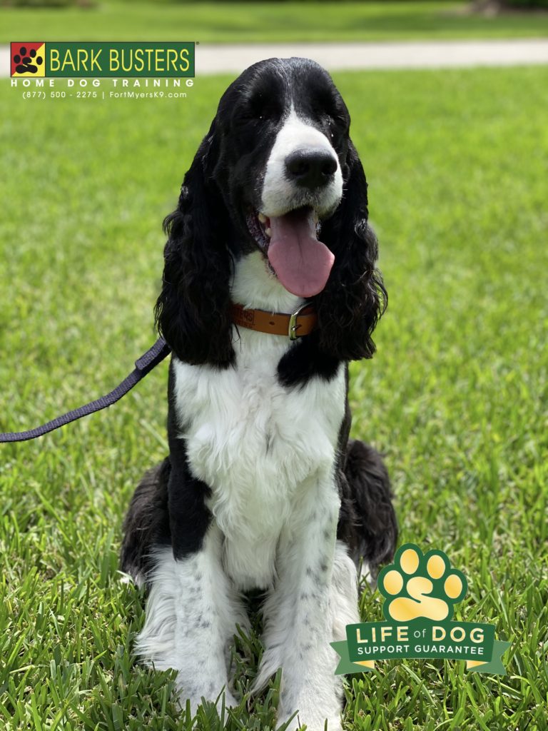 #townandcountry #fortmyers #springerspaniel #speakdogchangeyourlife #fortmyers