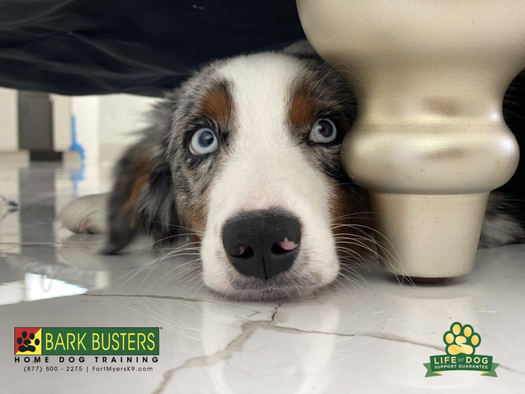 #miniaustralianshepherd