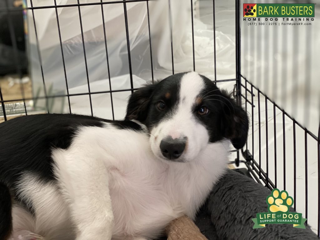 #miniaustralianshepherd