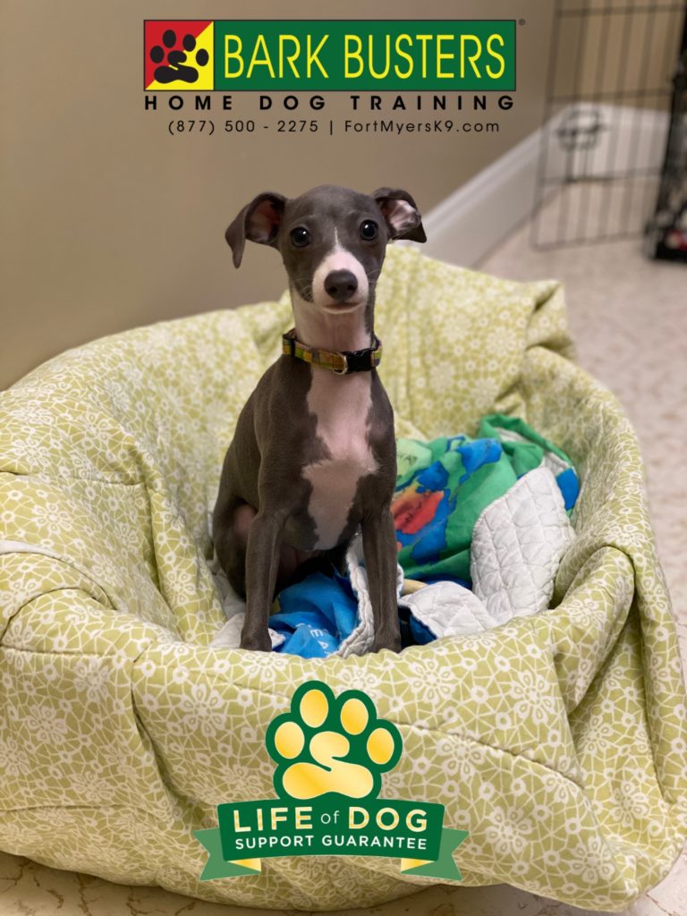 #italiangreyhound #iggy #barkbusters #fortmyersk9 #speakdogchangeyourlife #bonitasprings #barefootbeach @fortmyersk9