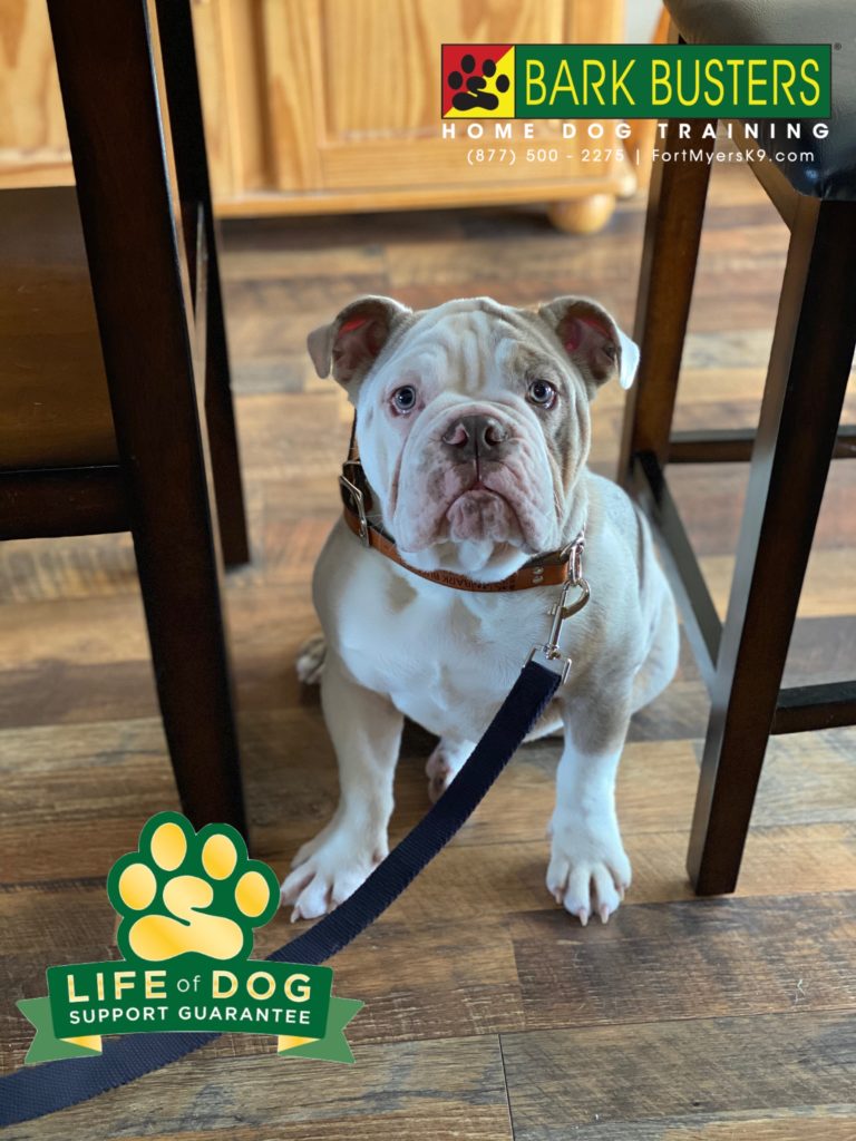 #englishbulldog #sancarlos #sancarlospark #fortmyersk9 #speakdogchangeyourlife @fortmyersk9