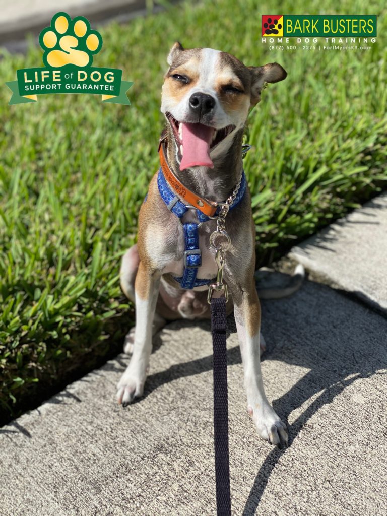 #chihuahuamix #italiangreyhoundmix #whippetmix #speakdogchangeyourlife #sandoval #capecoral #fortmyersk9 @fortmyersk9