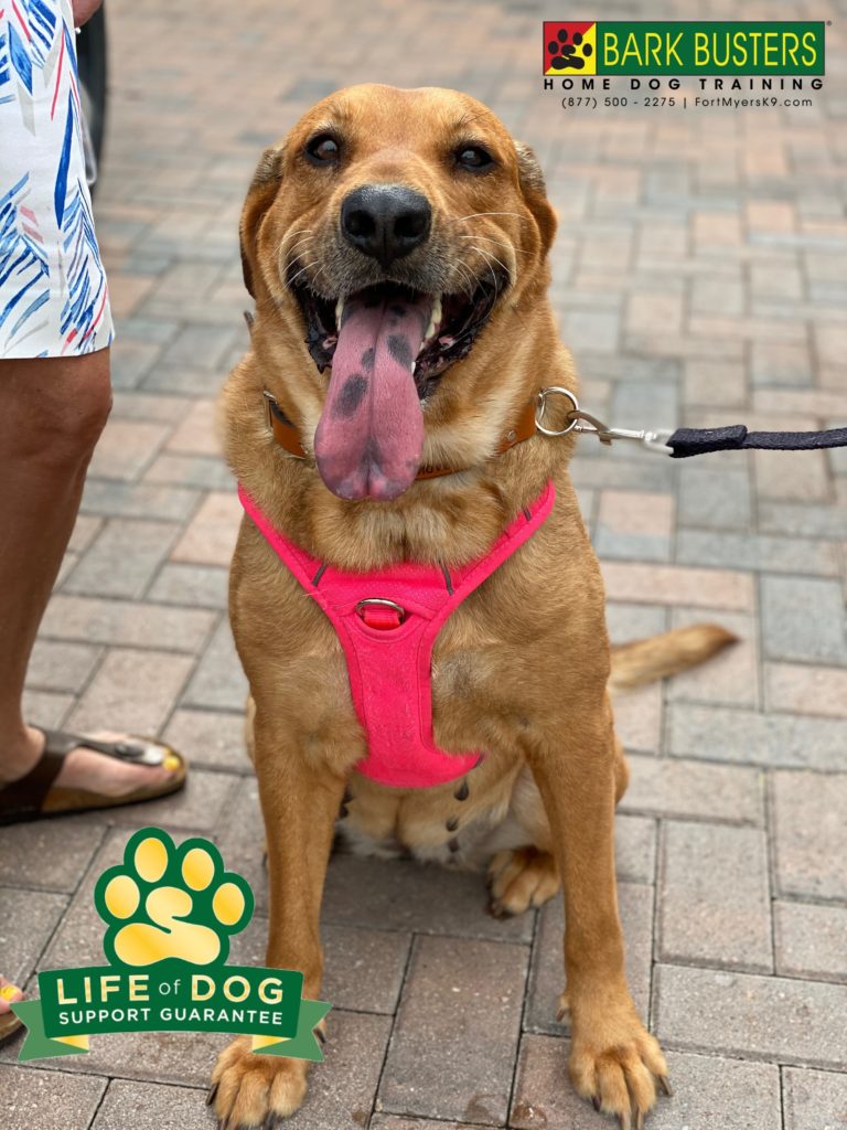 #goldenretrievermix #pelicanpreserve #fortmyers #fortmyersk9