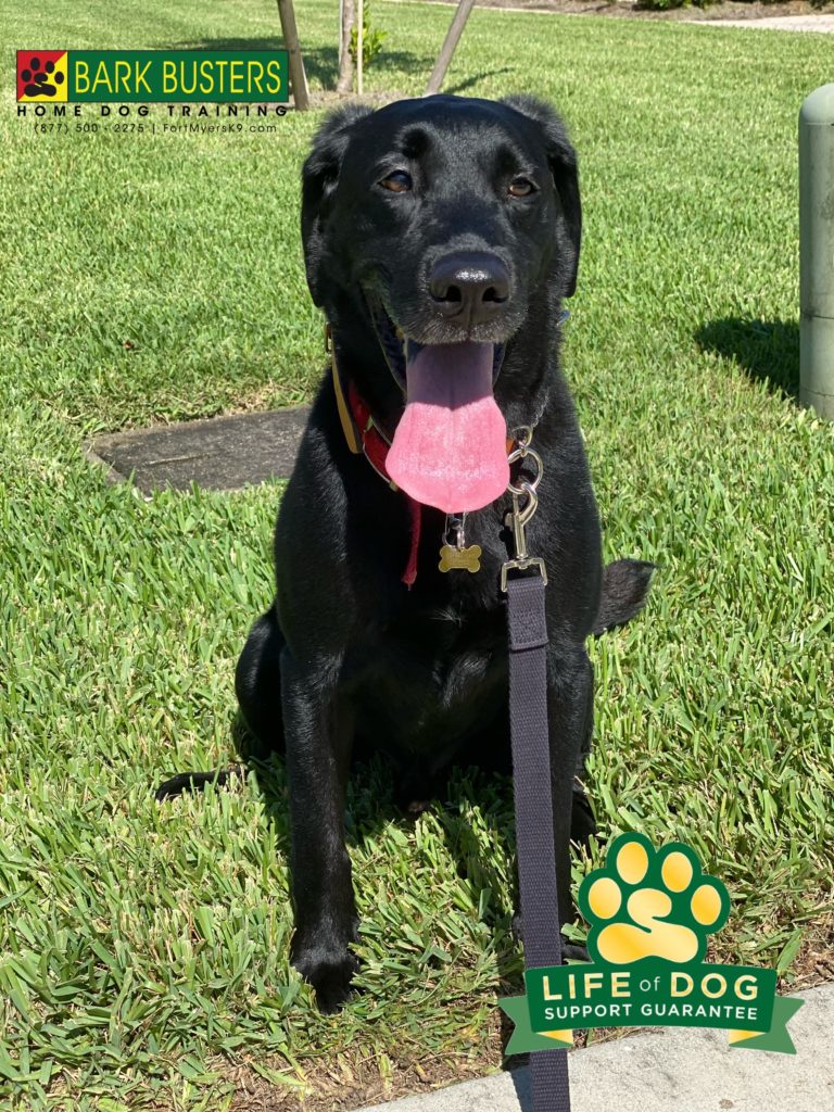 #labrador #labtested #speakdogchangeyourlife