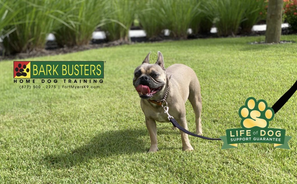 #frenchbulldog #frenchie #thereefstudentliving #fortmyers @fortmyersk9