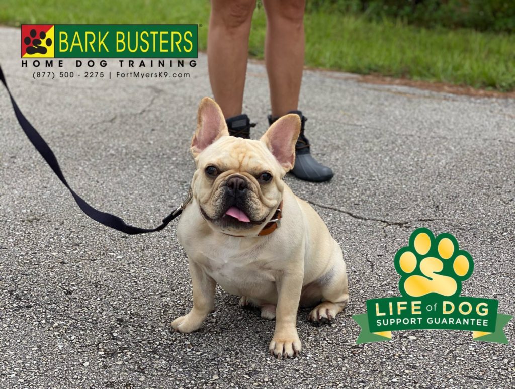 #frenchbulldog #lehighacres #fortmyersk9 #speakdogchangeyourlife @fortmyersk9