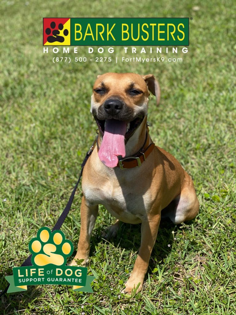 #blackmouthcur #speakdogchangeyourlife