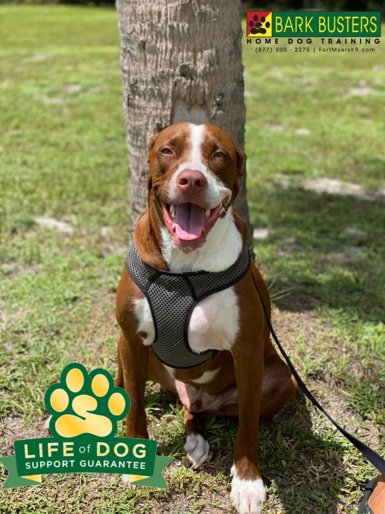 #labmix #speakdogchangeyourlife #mellowroad #northfortmyers #fortmyers #fortmyersk9 @fortmyersk9