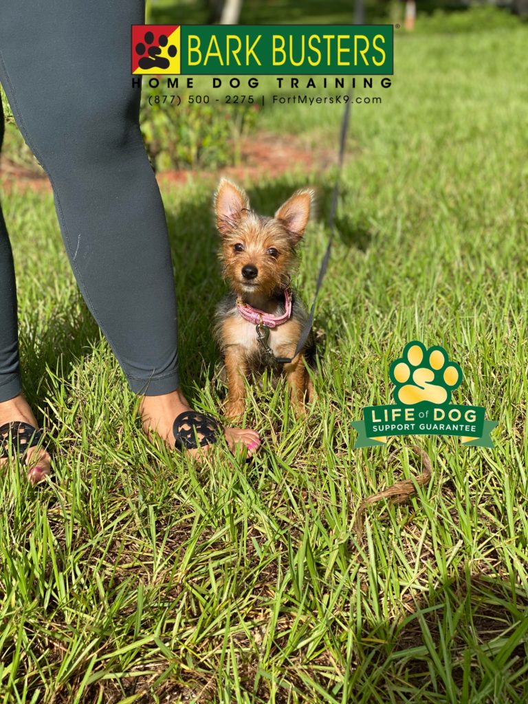 #morkie #labelle #speakdogchangeyourlife