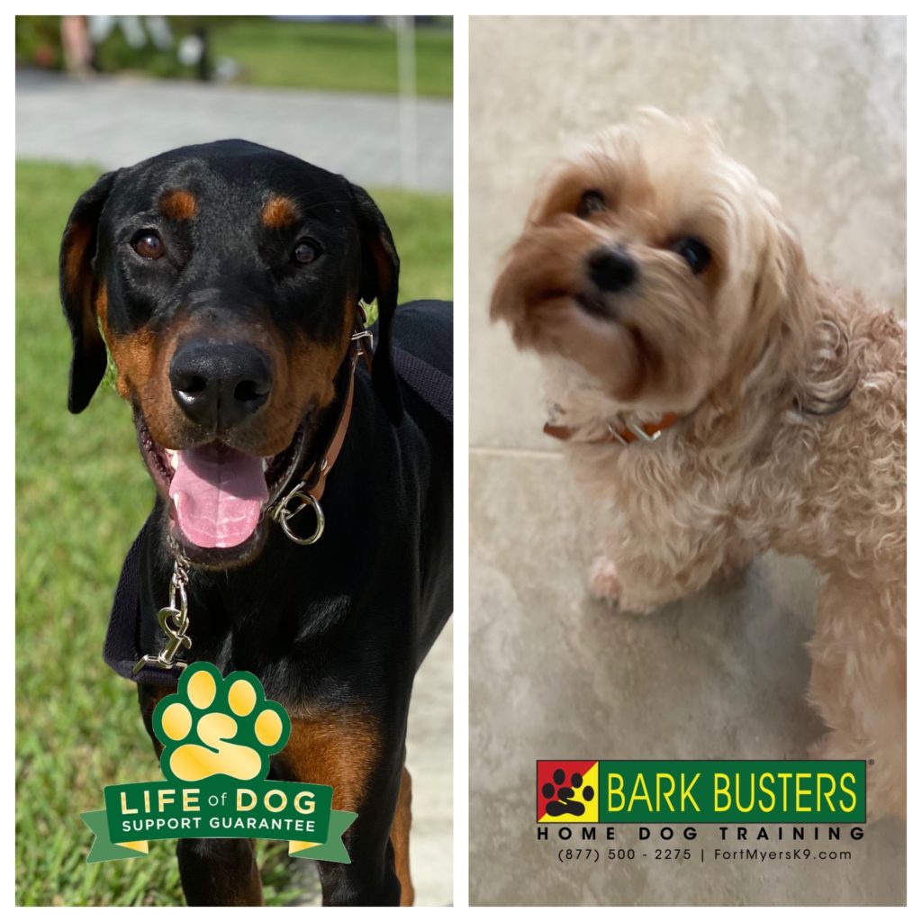 #doberman #morkie #dogsofbarkbusters #speakdogchangeyourlife #babcockranch #fortmyersk9 @fortmyersk9