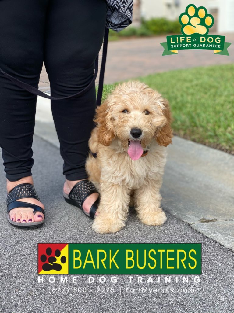 #minigoldendoodle #minigroodle #speakdogchangeyourlife #hamptonpark #gateway #fortmyers #fortmyersk9 @fortmyersk9
