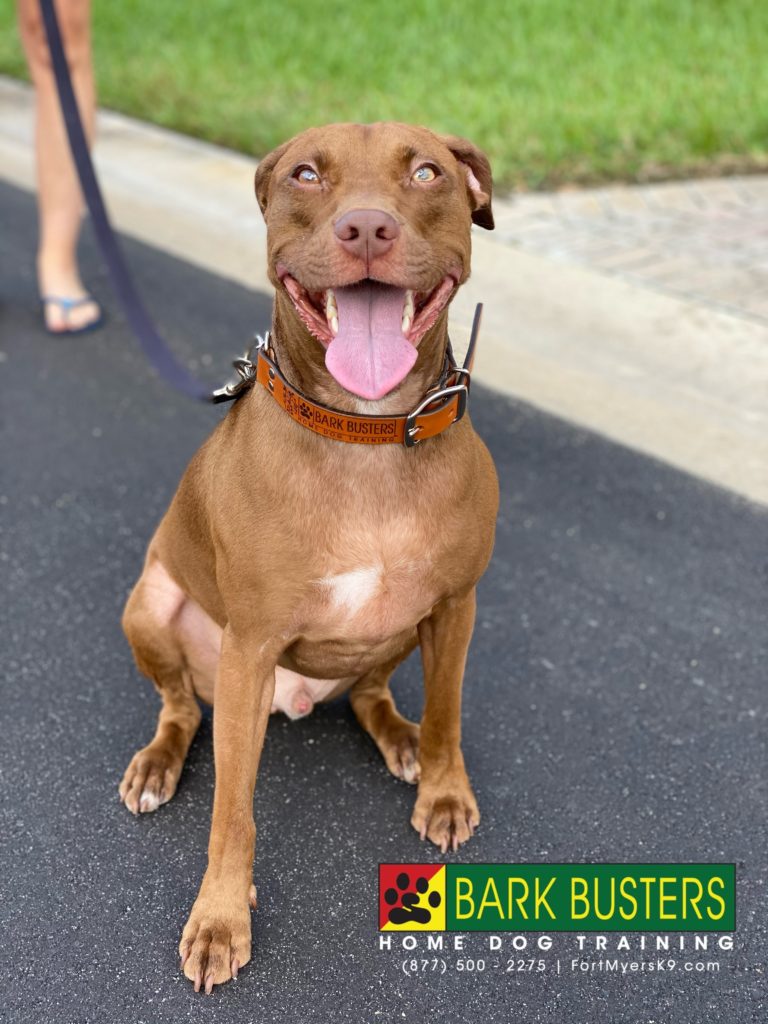 #jedi #pibble #jrtmix #marinabay #fortmyers #fortmyersk9 #speakdogchangeyourlife @fortmyersk9