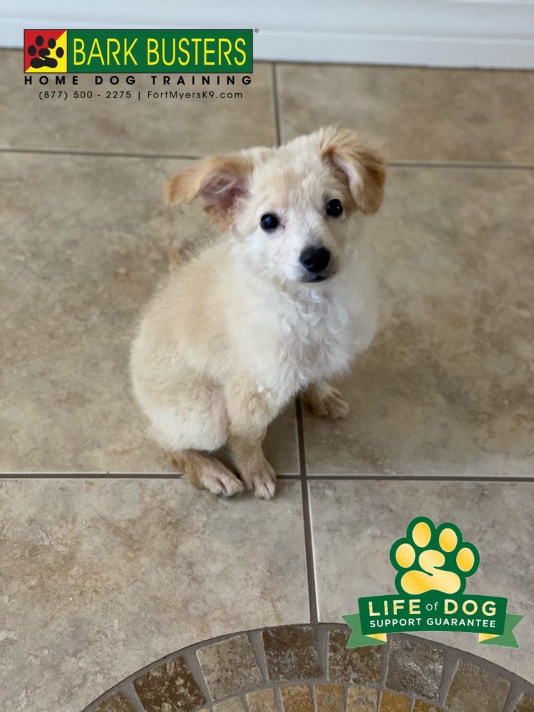 #boodle #bichonmix #poodlemix