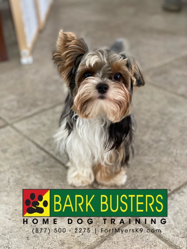 #yorkshireterrier #speakdogchangeyourlife #capecoral #fortmyersk9 @fortmyersk9