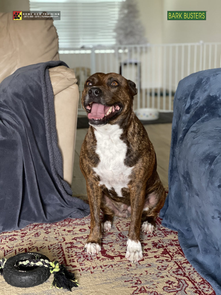 #pitbull #pibble #oldburntstore #capecoral #fortmyerk9 #speakdogchangeyourelife