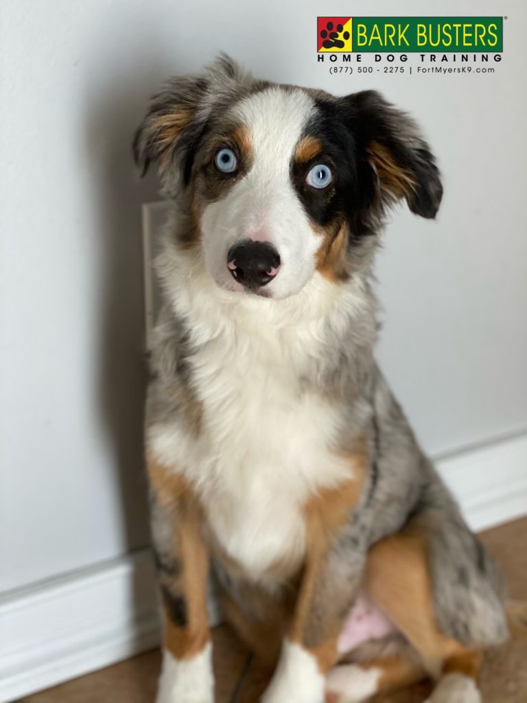 #miniaussie