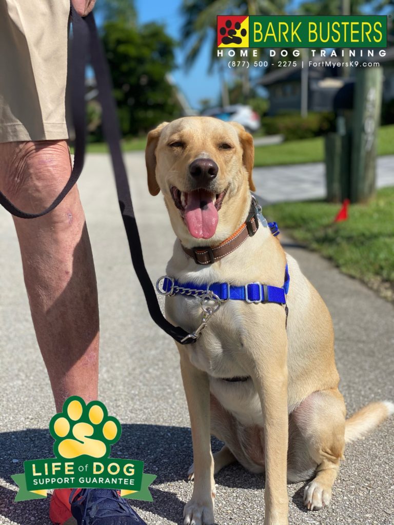 #labmix #waggwalker.