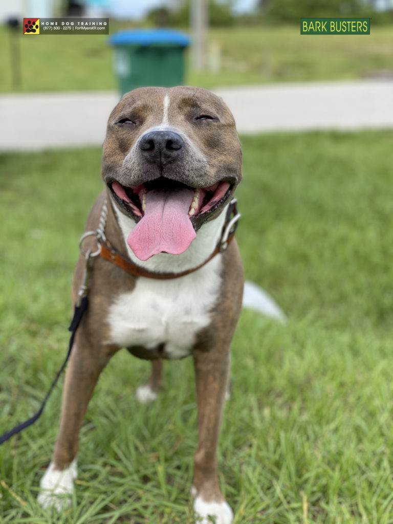 #pitbull #pibble #oldburntstore #capecoral #fortmyerk9 #speakdogchangeyourelife