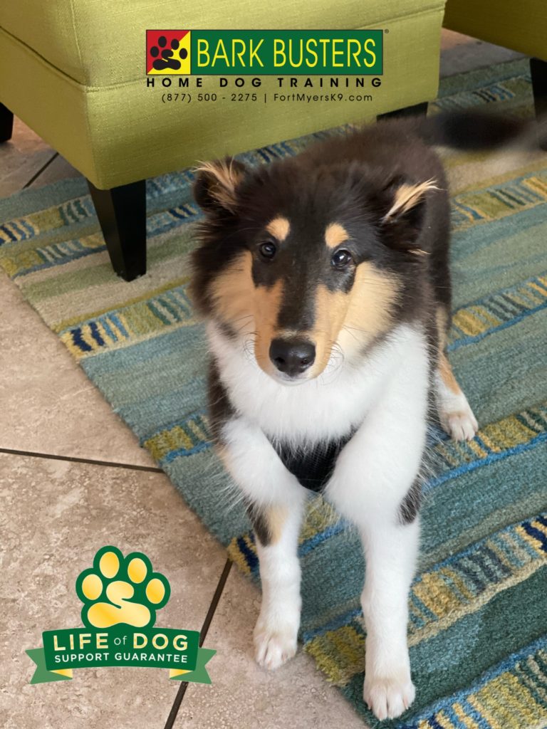 #collie #speakdogchangeyourlife #verandah #theverandah #fortmyers #fortmyersk9 @fortmyersk9