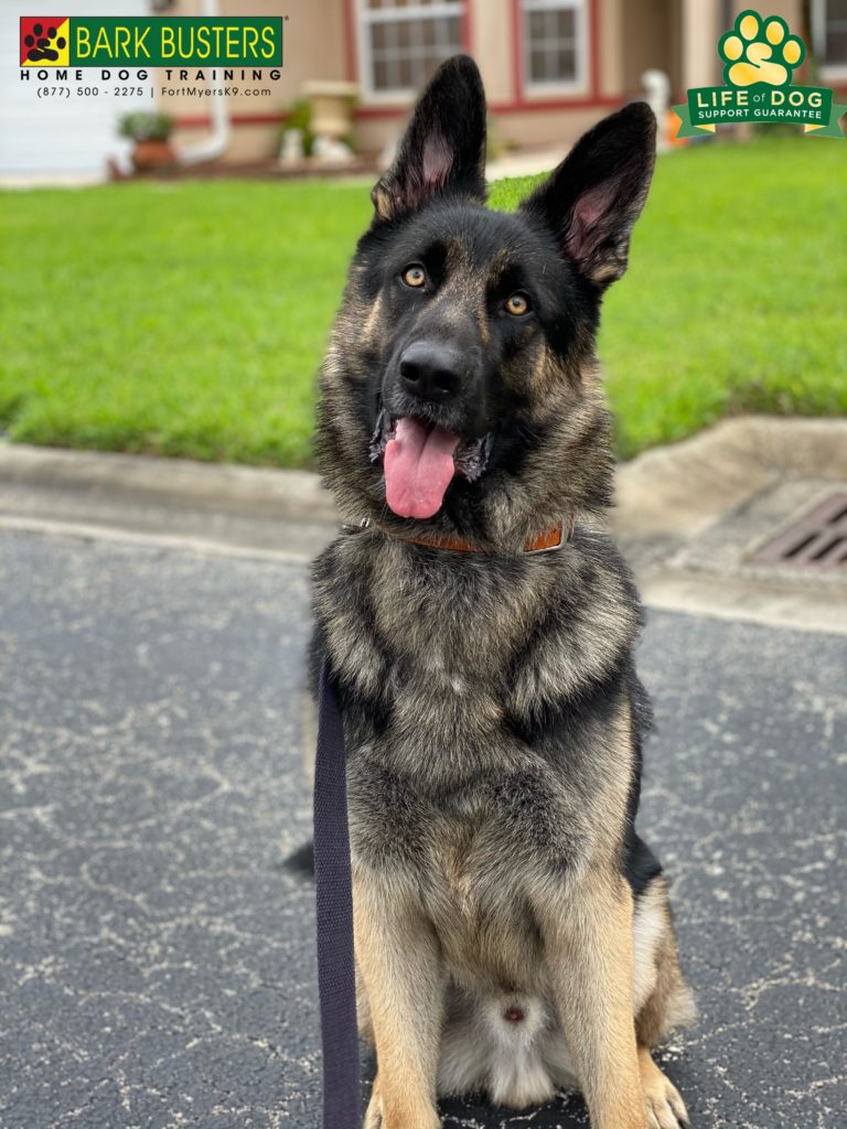 #germanshepherd #gsd #speakdogchangeyourlife #thecolony #danielscorridor #fortmyers #fortmyersk9 @fortmyersk9