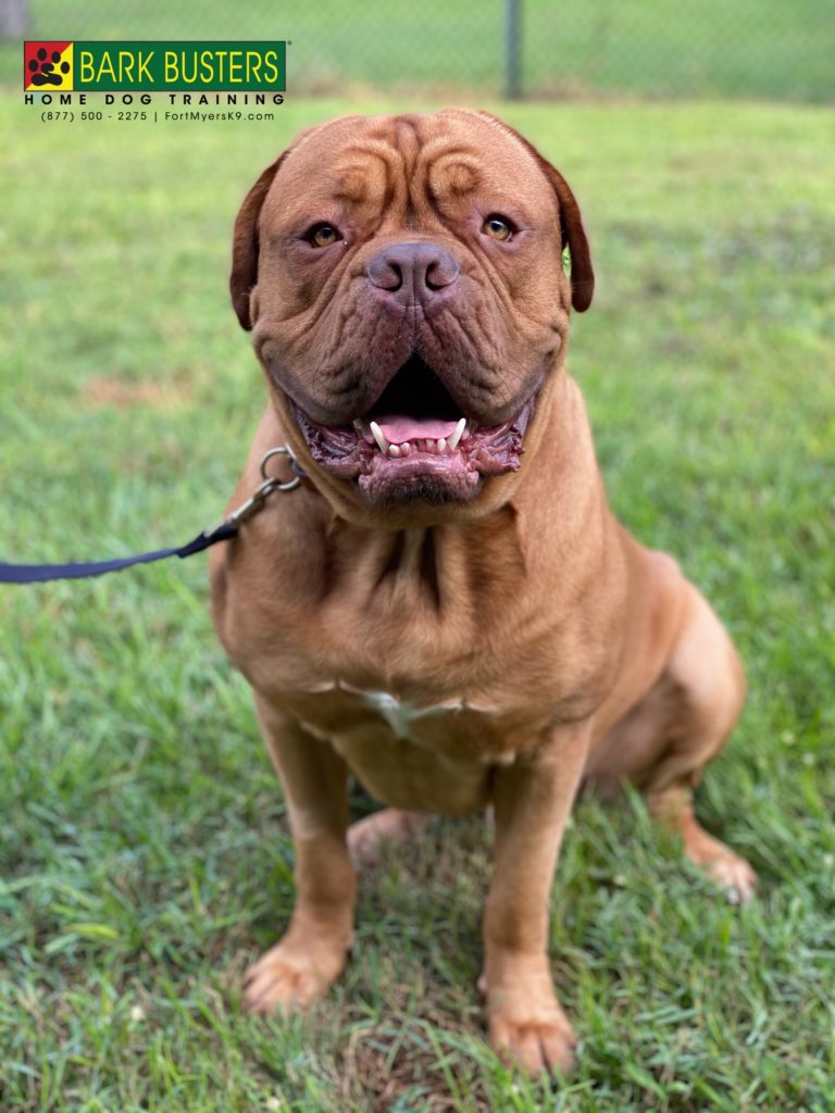 #frenchmastiff #DoguedeBordeaux #speakdogchangeyourlife #capecoral #fortmyersk9