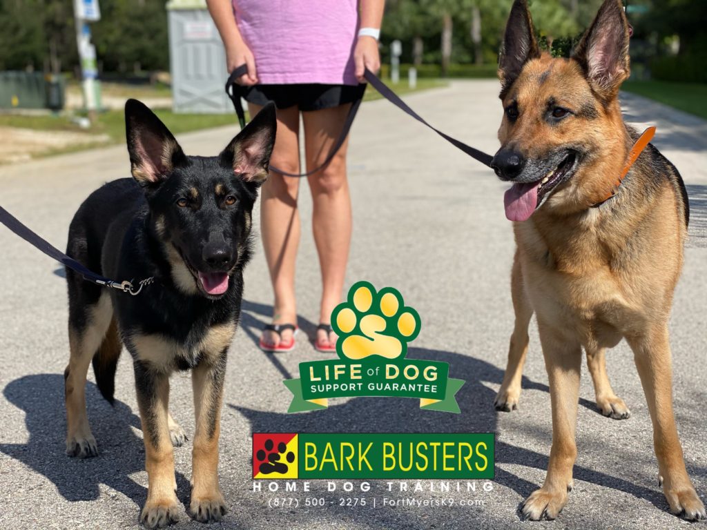 #germanshepherd #speakdogchangeyourlife #fortmyers #fortmyersk9 @fortmyersk9