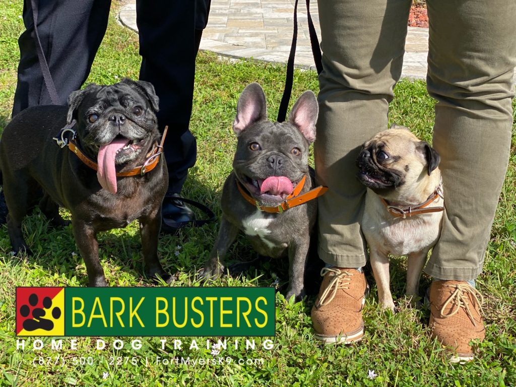 #pug #frenchbulldog #speakdogchangeyourlife #capecoral #bluelinebears @blue_line_bears @fortmyersk9 #barkbustersusa @barkbustersusa
